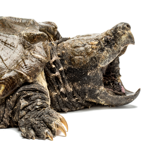 Alligator Snapping Turtle