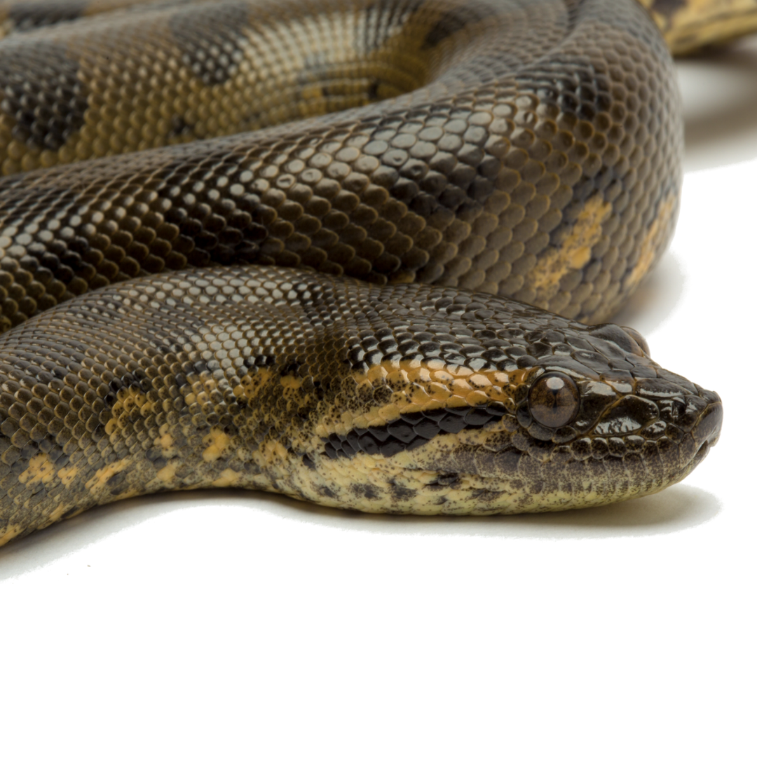 Everything You Need to Know About Green Anacondas