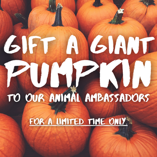 Gift A Giant Pumpkin To Our Animal Ambassadors!