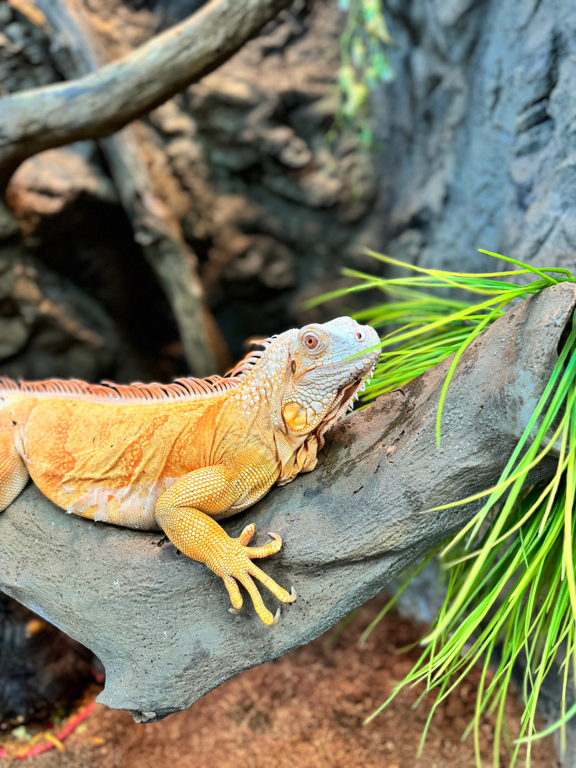 LegaSea Aquarium & The Reptarium