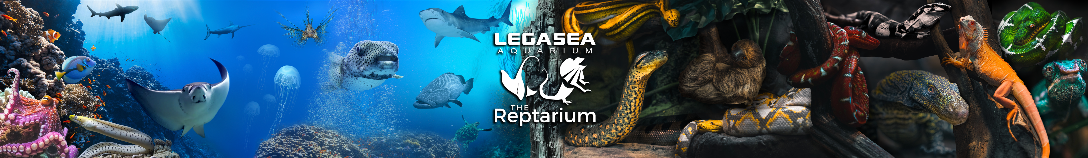 LegaSea Aquarium Front Counter Mural Digital Download