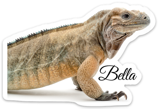 Reptarium Ambassador Animal Stickers - The Reptarium