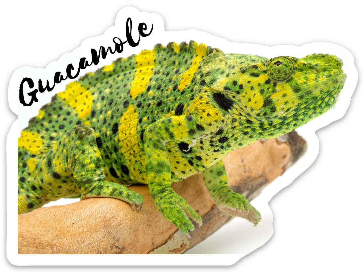 Reptarium Ambassador Animal Stickers - The Reptarium